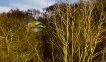 The pod nestled in birch trees, perfectly in tune with its surroundings.